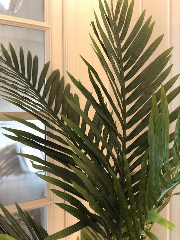 Kentia palme H:160