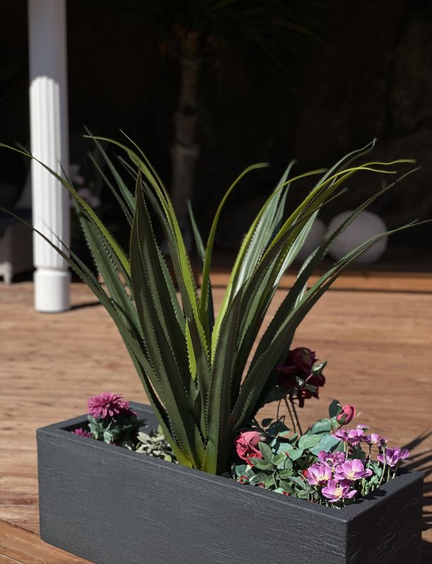 Kaktus plante H:96cm